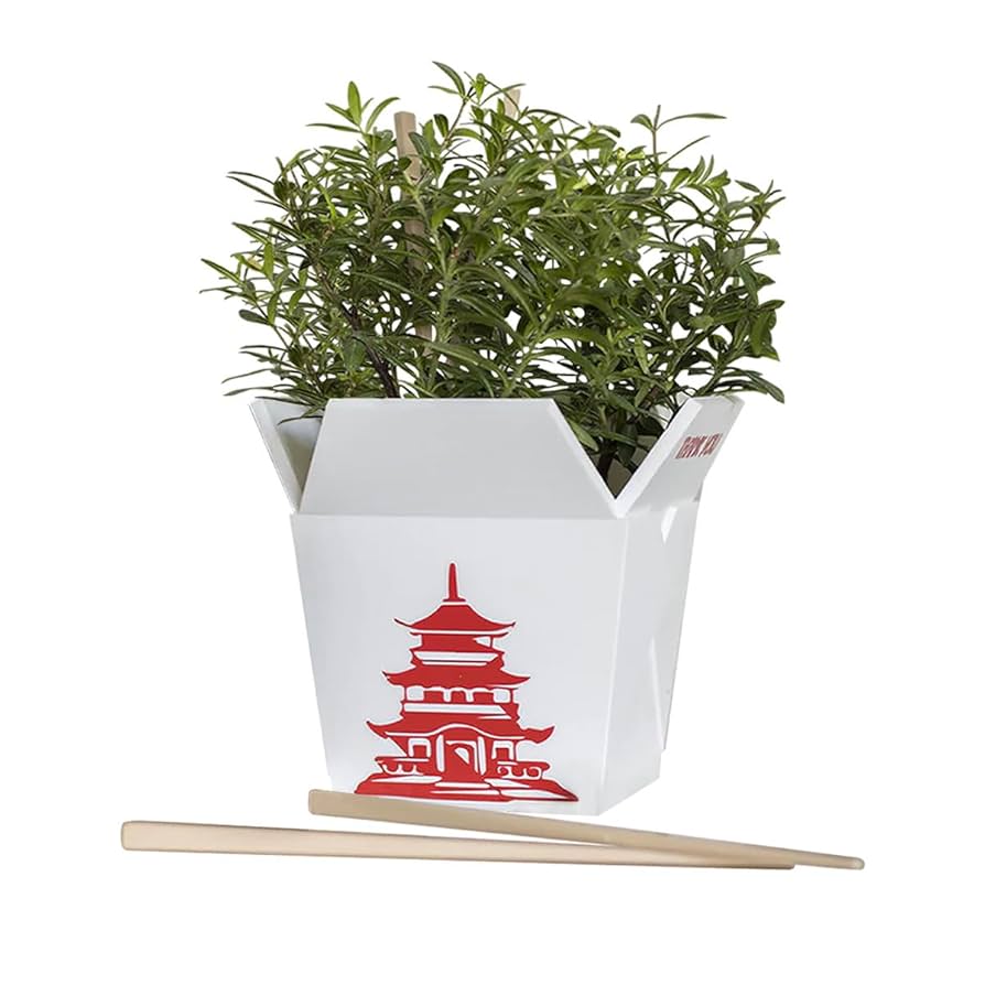 Discover Our Chinese Takeout Planter Collection – Perfect for Small Indoor Plants