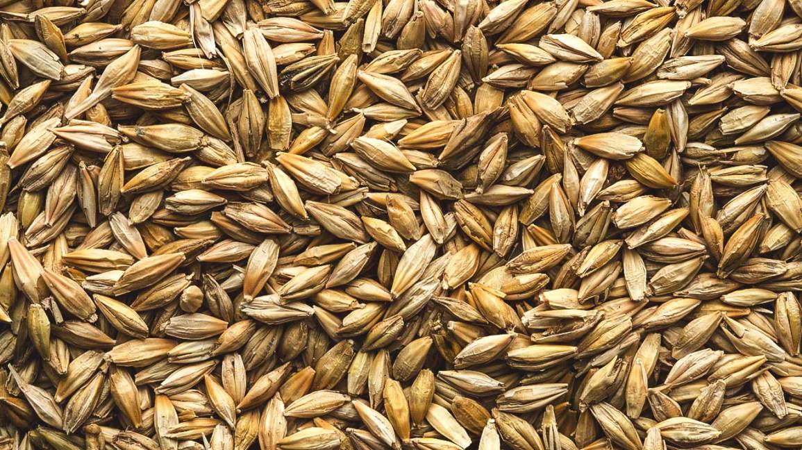 Is Barley Gluten-Free? Understanding Gluten Content in Barley