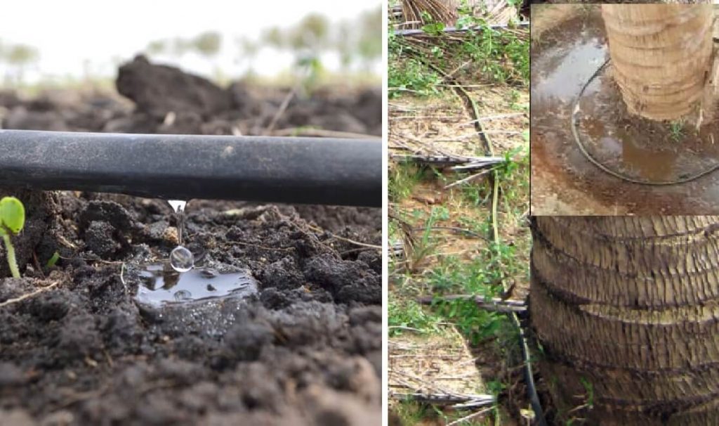 Effective Coconut Dip Irrigation Techniques for Optimal Growth