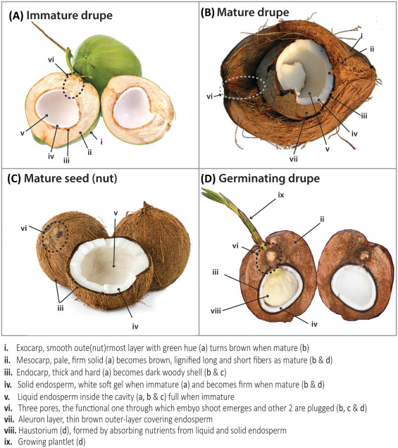 Why Dehusked Coconuts Are Dipped in Citric Acid for Longer Shelf Life