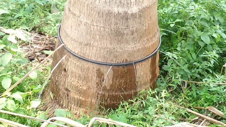 Effective Coconut Dip Irrigation Techniques for Optimal Growth