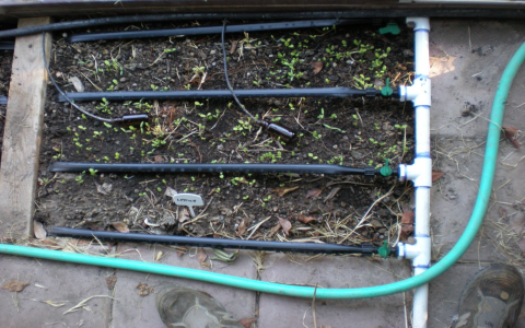 Effective Coconut Dip Irrigation Techniques for Optimal Growth