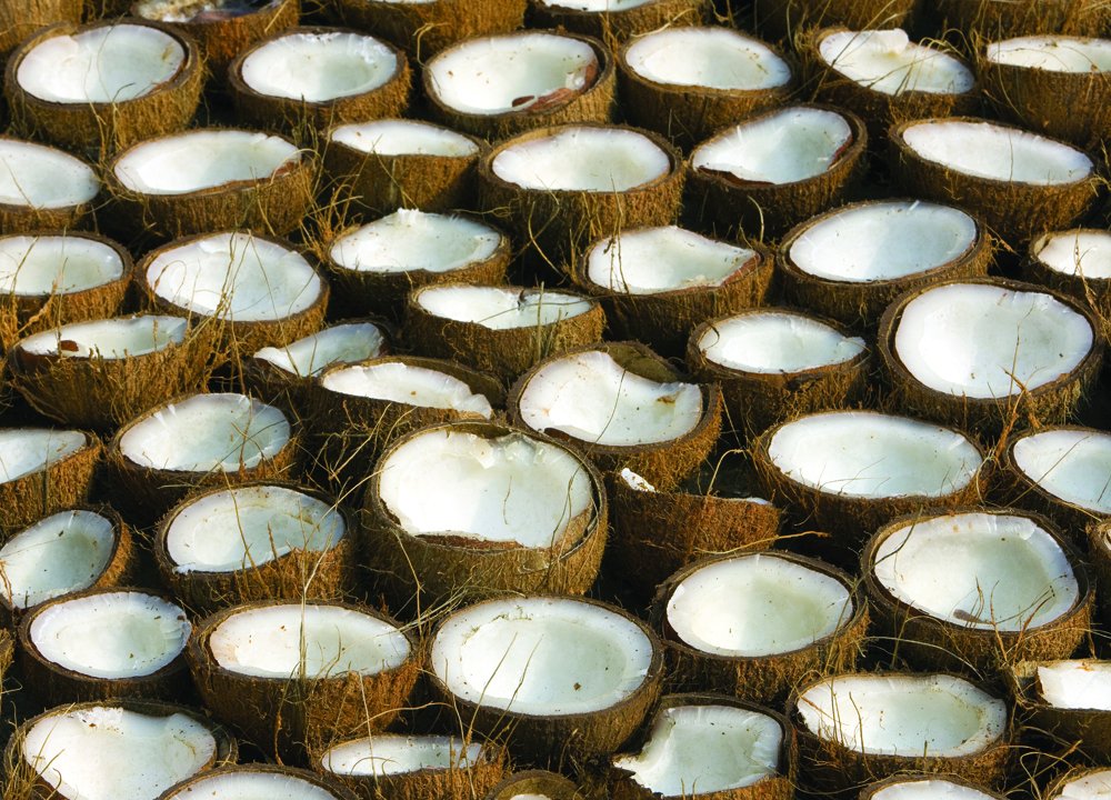 Dehusked Coconuts Dipped in Chemicals: A Look at Thailands Post-Harvest Practices