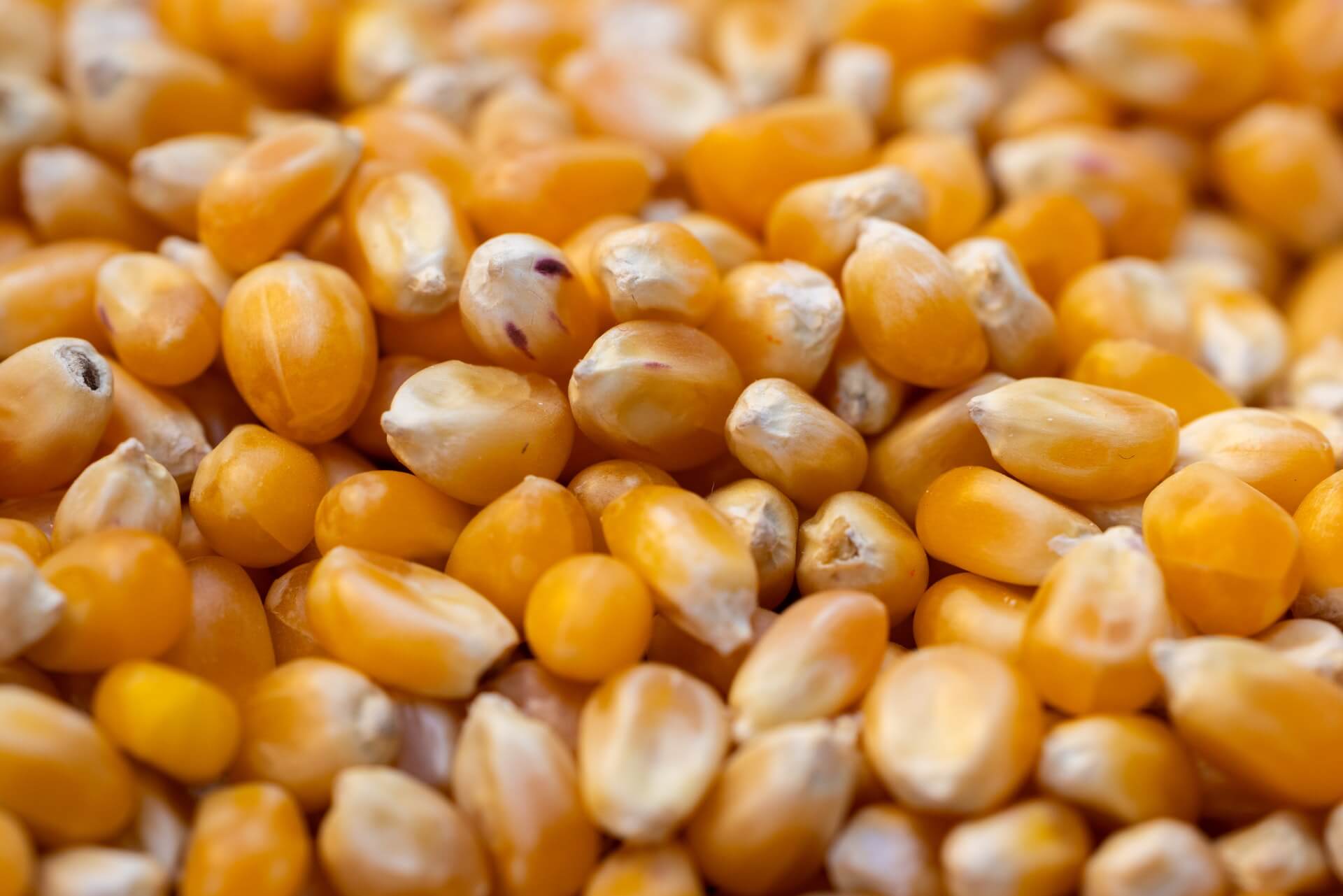 Is Maize Gluten-Free? What You Need to Know